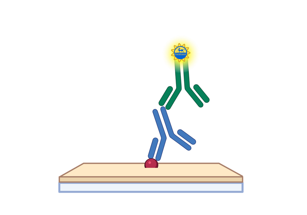 ELISA   ABCD4 Antibody, Biotin  